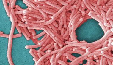 Yankee Stadium tower among 10 ordered cleaned as Bronx Legionnaires' cases rise