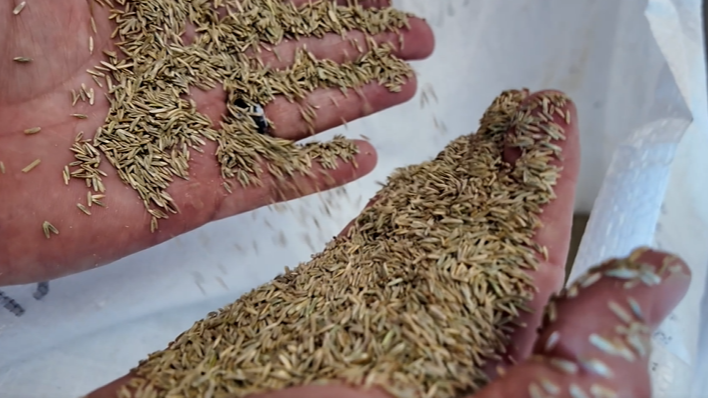 News 12 | Brooklyn | Patchy Weedy Lawn The One Thing You Need To Do Right Now To Revive It