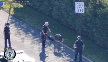 Ramapo police nab emu after breaking out of local petting zoo – NBC New York