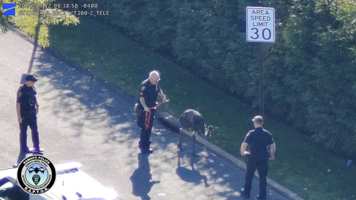 Ramapo police nab emu after breaking out of local petting zoo – NBC New York