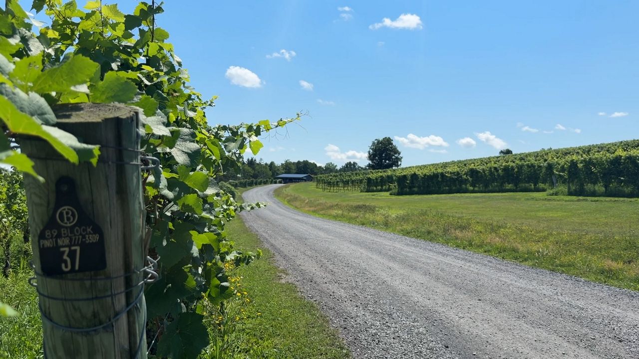 NYS wineries facing threat from spotted lanternfly