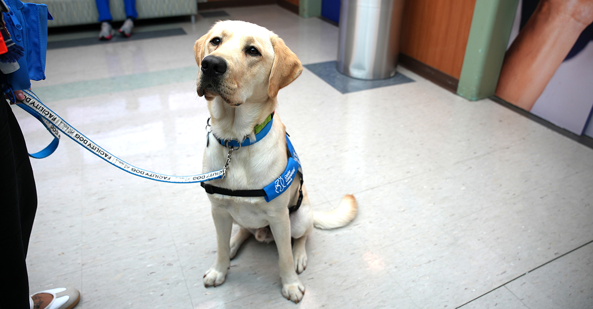 Weasley, New Pet Therapy Dog to Support Behavioral Health Patients (1/2)