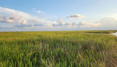 Ducks Unlimited Offers Wetland Mitigation Solution for New York Renewable Energy Projects