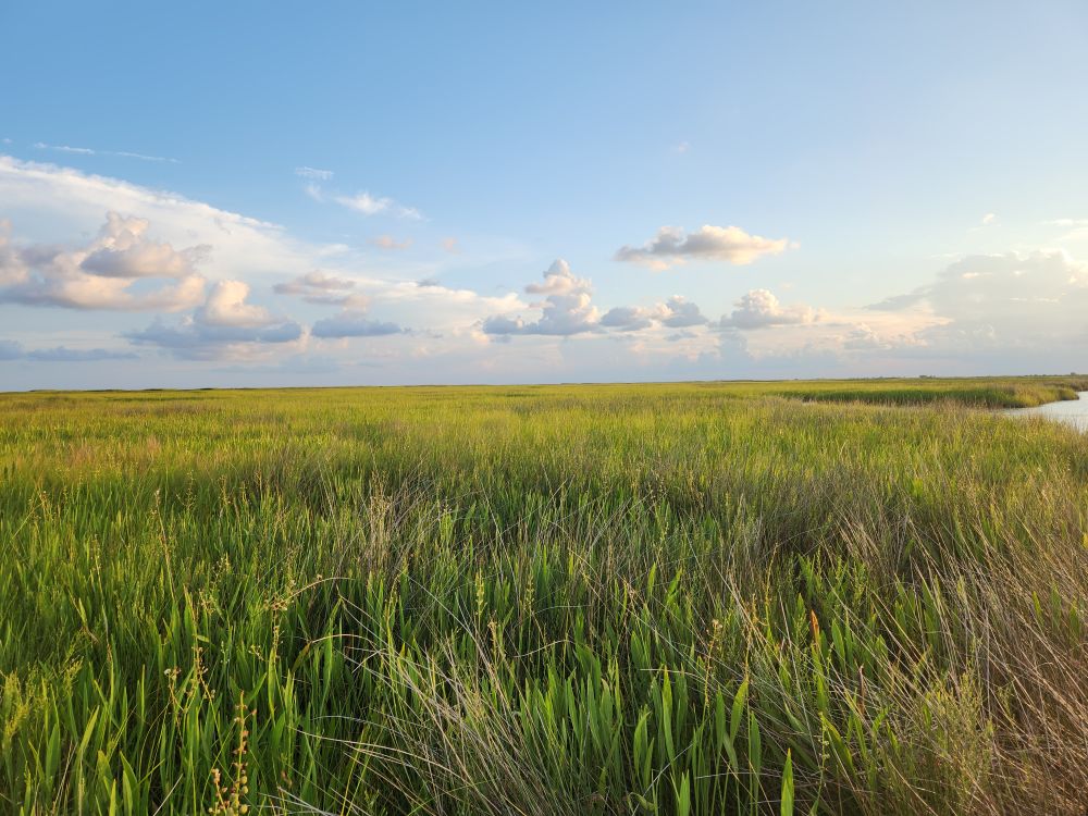 Ducks Unlimited Offers Wetland Mitigation Solution for New York Renewable Energy Projects