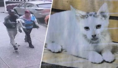 Park Slope bodega cat kidnapping caught on camera – NBC New York