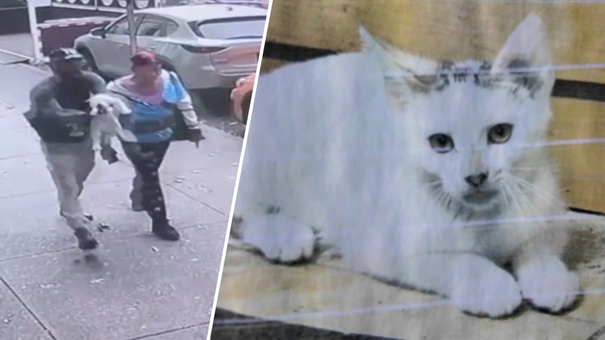 Park Slope bodega cat kidnapping caught on camera – NBC New York