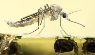 NYC has already seen more West Nile Virus human cases this year than in all of 2025
