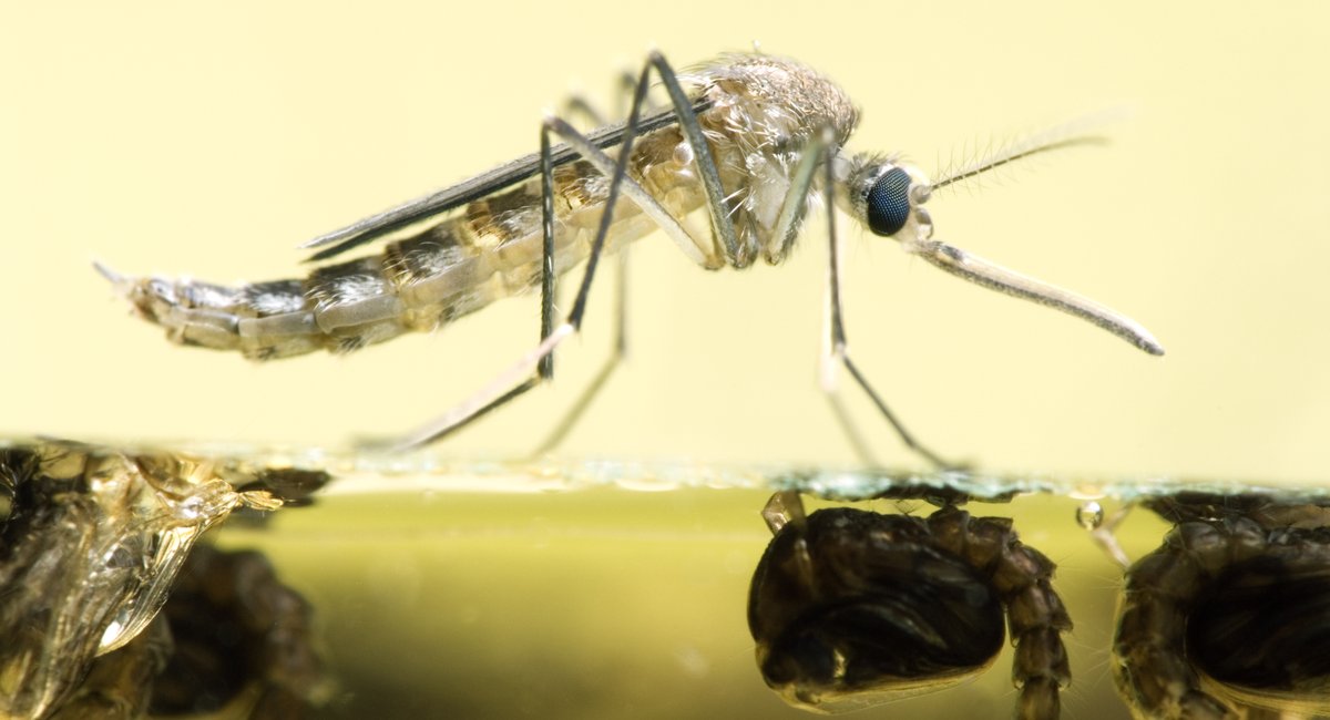 NYC has already seen more West Nile Virus human cases this year than in all of 2025