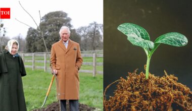 In 2021, Queen Elizabeth began a tree-planting initiative. By 2023, it became a nationwide memorial with three million trees | World News