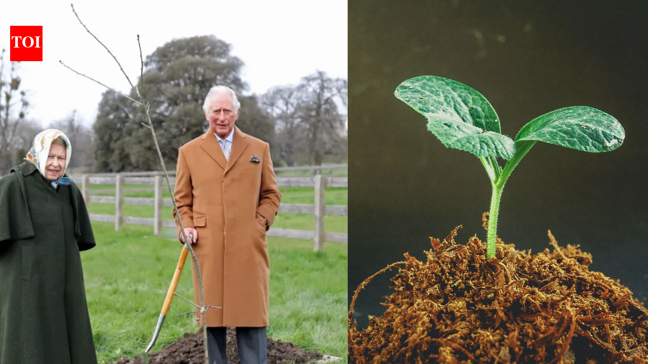 In 2021, Queen Elizabeth began a tree-planting initiative. By 2023, it became a nationwide memorial with three million trees | World News