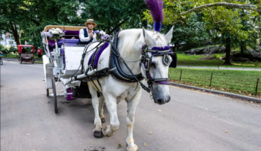 NYC Bar Association urges passage of law banning Central Park horse carriages as City Council says it ‘expects’ to outlaw them next month