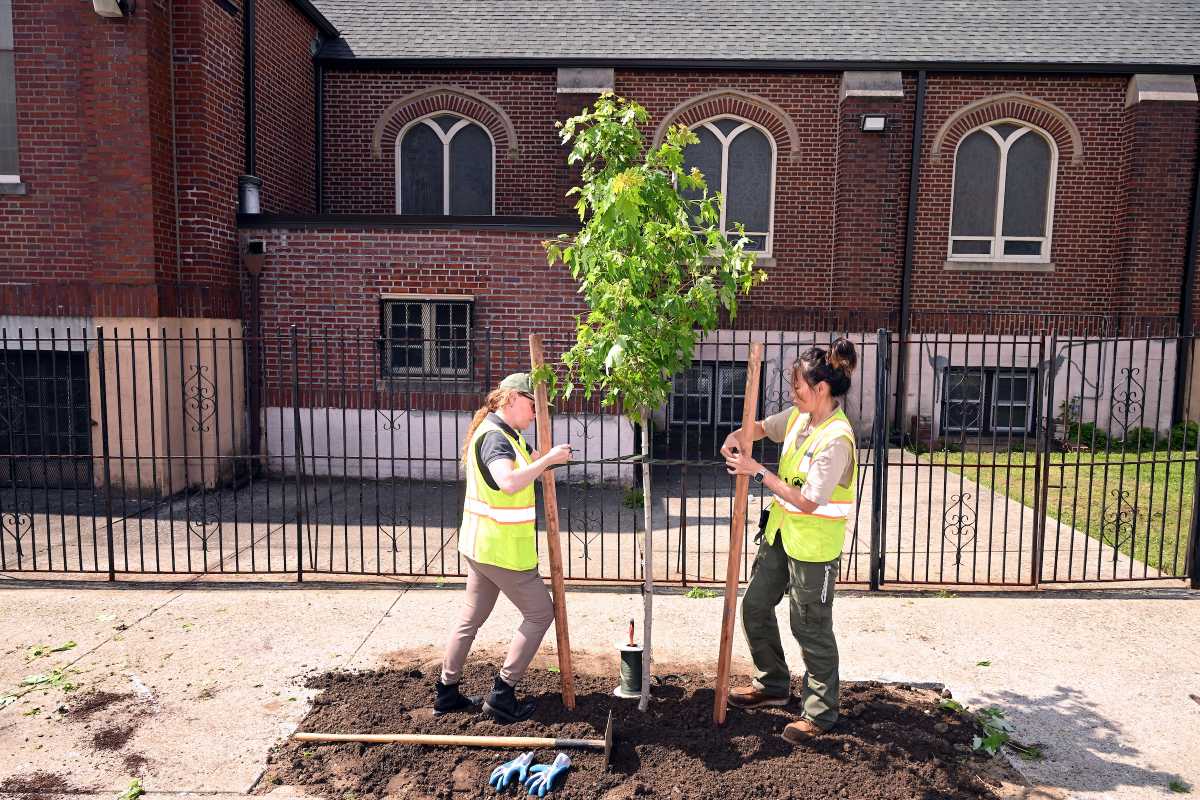 Throwing shade: Mamdani marks NYC’s biggest tree-planting year in a decade
