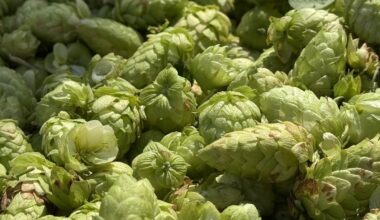 Cornell's five-year bet on New York hops