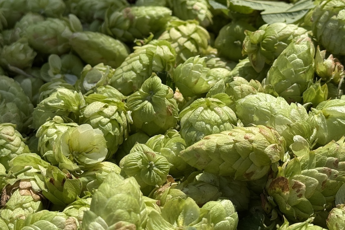 Cornell's five-year bet on New York hops