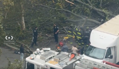 News 12 | Westchester | Falling Tree Kills Nycha Employee In East New York