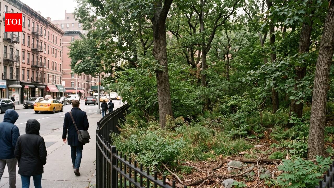 In 1965, an artist proposed restoring Manhattan’s lost native woods on one street corner; by 1998, the small pre-colonial forest had become a protected city landmark | World News