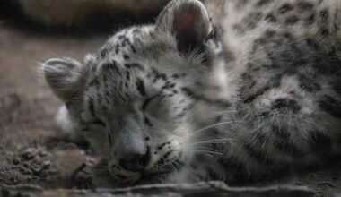 Bronx Zoo Welcomes New Snow Leopard Cub – New York Family