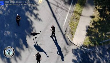 Escaped emu captured after break from Rockland petting zoo