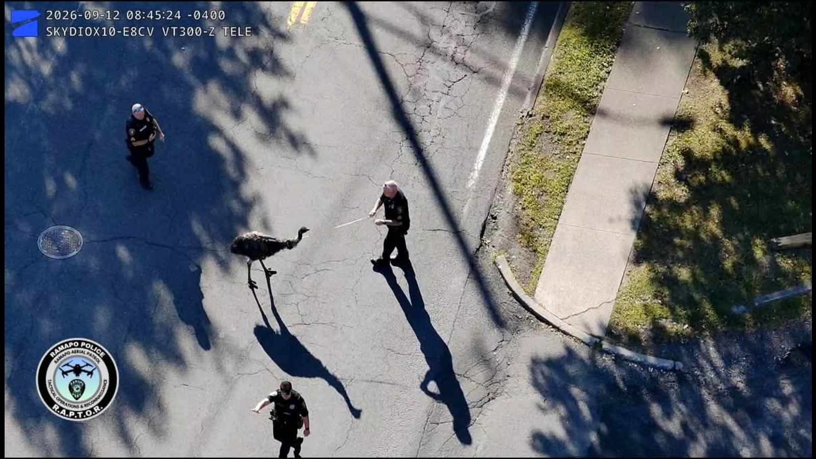 Escaped emu captured after break from Rockland petting zoo