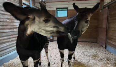 Bronx Zoo conservationists work to protect endangered okapi