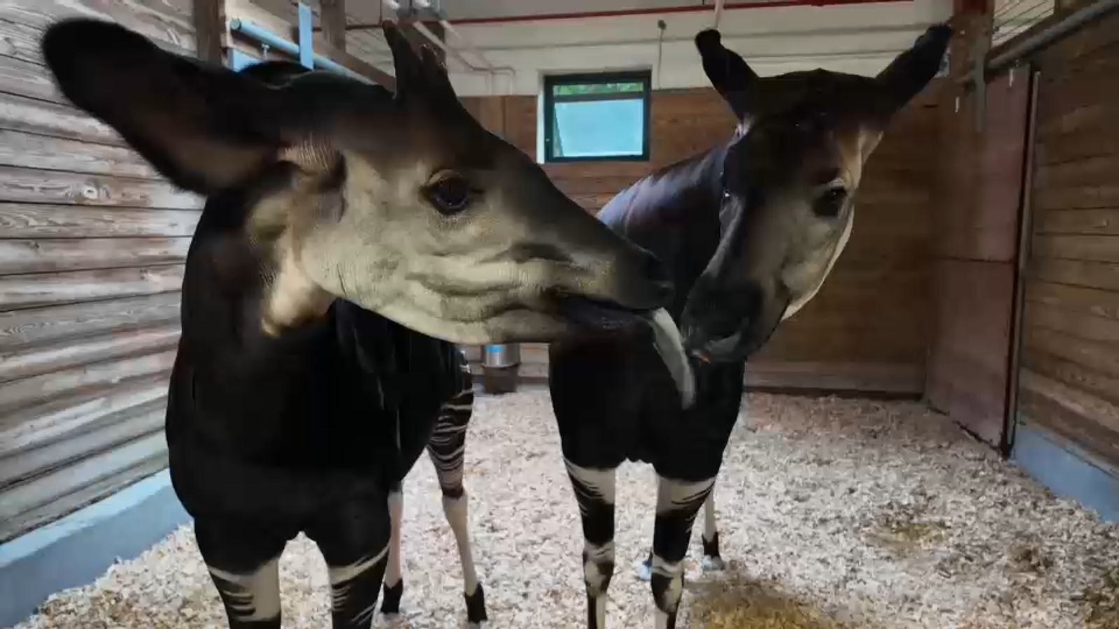 Bronx Zoo conservationists work to protect endangered okapi