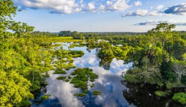 Aerial view of a jungle river flowing out of a Bai (saline, mineral lick) in the rainforest of the Congo Basin. This rich mineral clearing is located in the middle of the rainforest where forest elephants, buffalos and gorillas gather in large numbers to reap the benefits of the mineral salts. Odzala National Park, Republic of Congo.