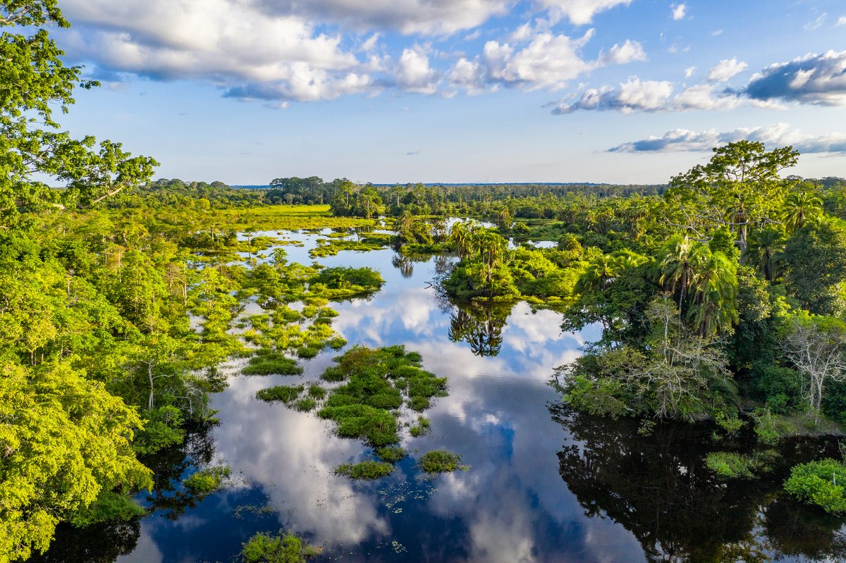 Aerial view of a jungle river flowing out of a Bai (saline, mineral lick) in the rainforest of the Congo Basin. This rich mineral clearing is located in the middle of the rainforest where forest elephants, buffalos and gorillas gather in large numbers to reap the benefits of the mineral salts. Odzala National Park, Republic of Congo.