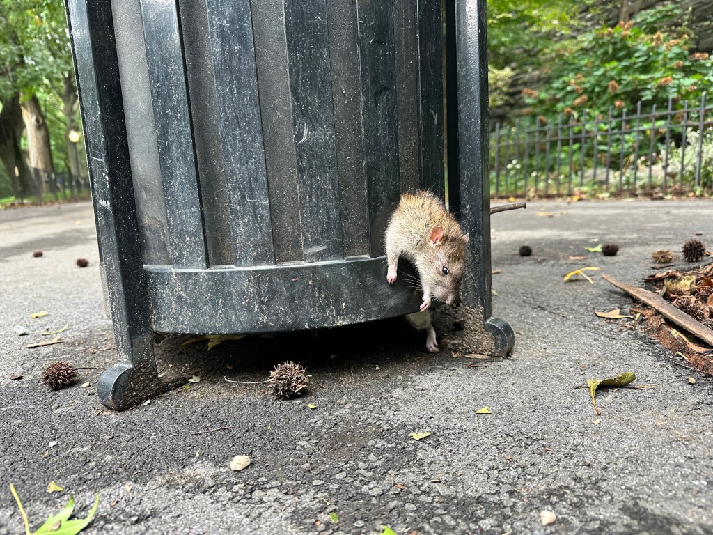 A dead rat stuck in a trash can in Riverside Park.