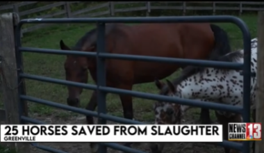 25 horses saved from Quebec slaughterhouse in New York bust