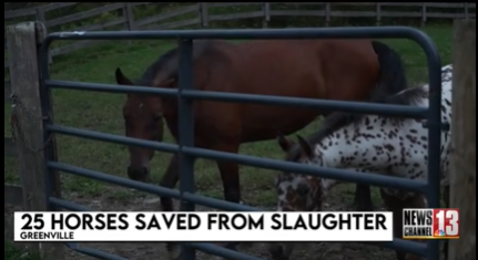 25 horses saved from Quebec slaughterhouse in New York bust