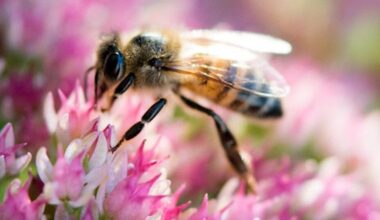 NYT Spelling Bee Answers for September 26, 2026