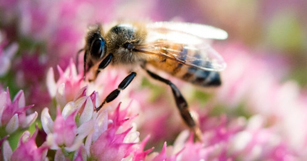 NYT Spelling Bee Answers for September 26, 2026