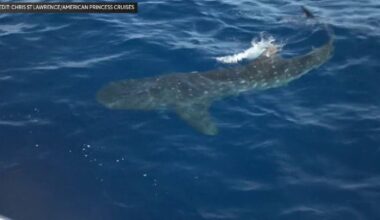 Video shows rare whale sharks just 100 miles off New York City