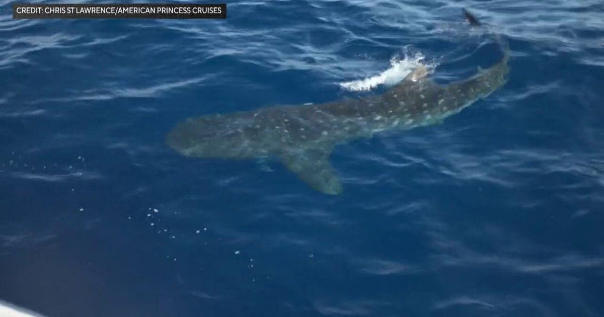 Video shows rare whale sharks just 100 miles off New York City