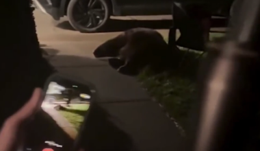 'Not what you want to wake up to': Bear enters Manhattan home in late-night break-in | Bozeman News