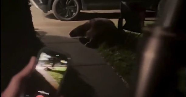 'Not what you want to wake up to': Bear enters Manhattan home in late-night break-in | Bozeman News