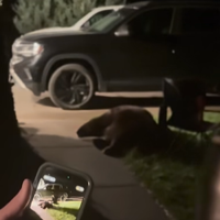 'Not what you want to wake up to': Bear enters Manhattan home in late-night break-in | Local News