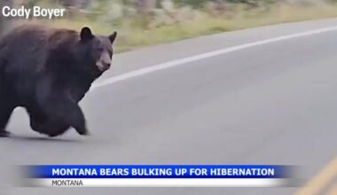Bear encounters from Manhattan to Glacier prompt safety reminder | Montana News