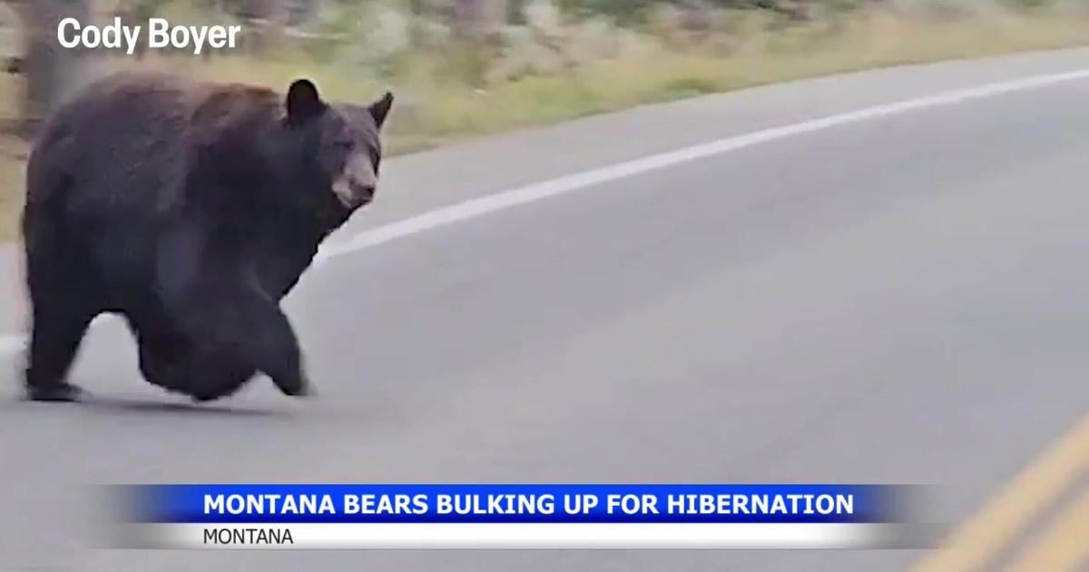 Bear encounters from Manhattan to Glacier prompt safety reminder | Montana News