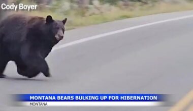 Bear encounters from Manhattan to Glacier prompt safety reminder | Montana News