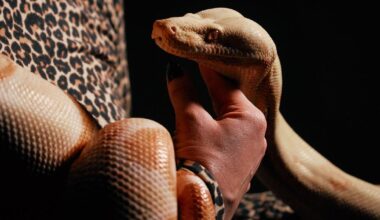 Photos show snakes auditioning for a role at New York’s Metropolitan Opera | Nation