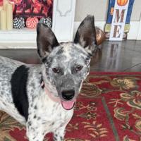 SCHS Column: Beautiful Brooklyn looking for her forever home | Community