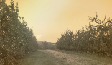 New York farmworkers labor through extreme heat | News