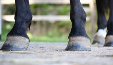 25 horses bound for slaughter, human consumption in Canada saved in New York