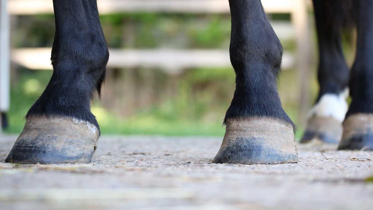 25 horses bound for slaughter, human consumption in Canada saved in New York