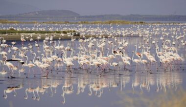 Notes from the Flamingo Revolution