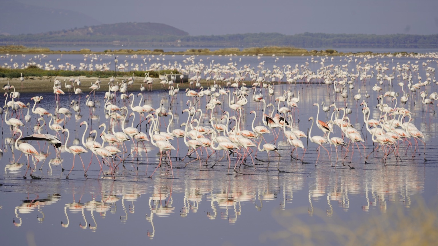Notes from the Flamingo Revolution
