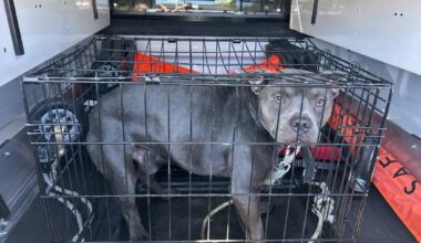 News 12 | Bronx | Search For Person Who Abandoned Dog In A Crate In Inwood