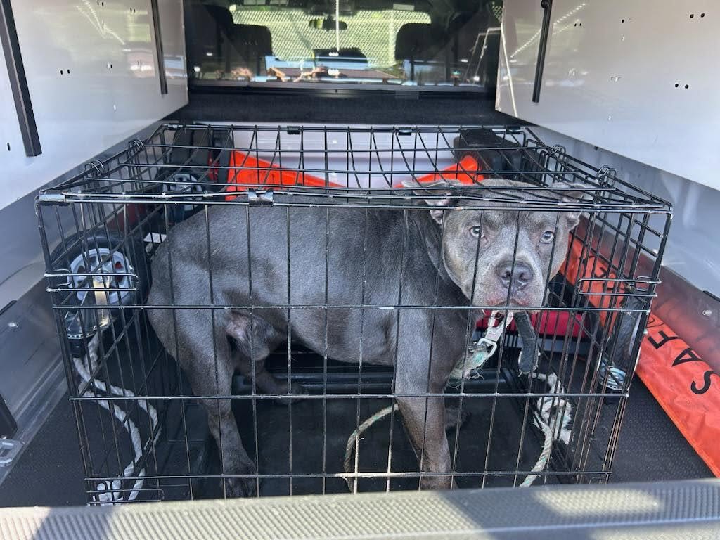 News 12 | Bronx | Search For Person Who Abandoned Dog In A Crate In Inwood