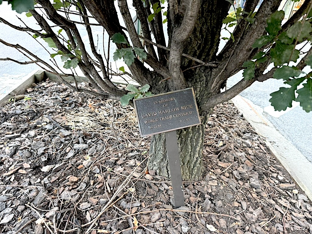 Plaque in memory of David Harlow Rice near a tree, indicating his connection to the World Trade Center.